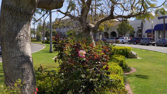A residential street, palm trees and homes in Coronado.