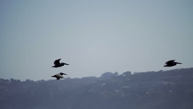 Low aerial view of the cliffs, wildlife and open country at La Jolla Cove.