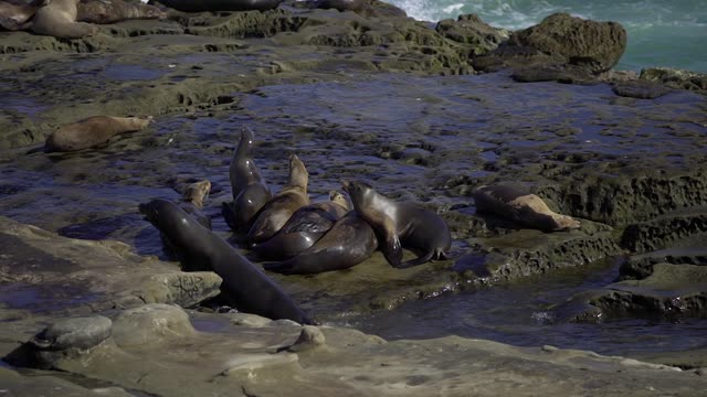 Elevated view of the cliffs, wildlife and the ocean at La Jolla Cove.