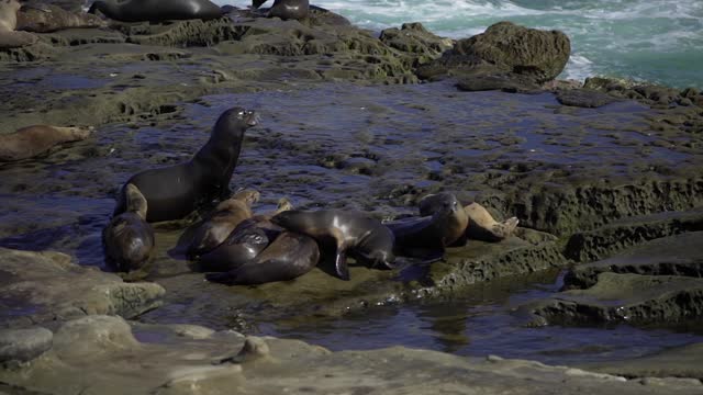 The cliffs, wildlife and the ocean at La Jolla Cove.
