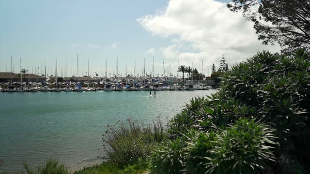 The harbor, boats and palm trees in Point Loma, with paddlers on the water.