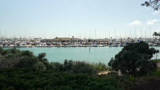 The harbor, boats and palm trees in Point Loma, with paddlers on the water.
