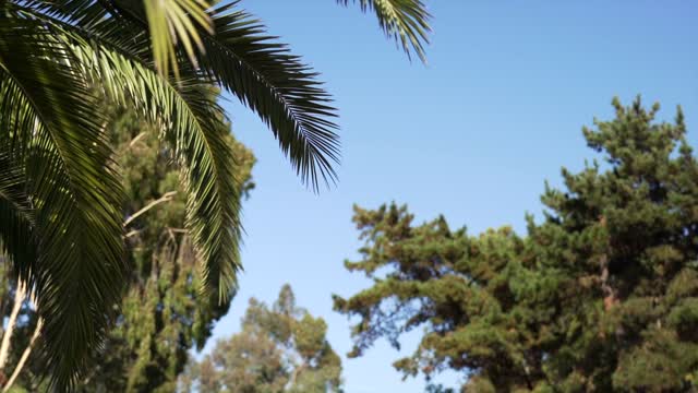 A residential street, palm trees and open country in Rancho Santa Fe.