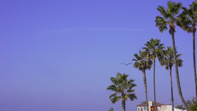 A residential street, wildlife and palm trees at Bird Rock.