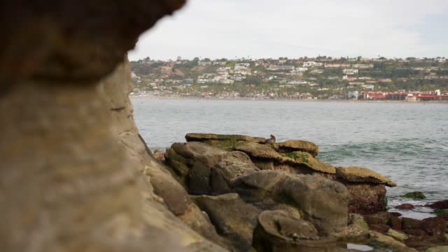 The cliffs, wildlife and the ocean at La Jolla Cove.