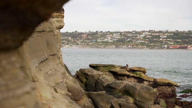 The cliffs, wildlife and the ocean at La Jolla Cove.