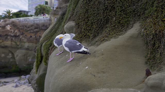 Close view of the cliffs, wildlife and palm trees at La Jolla Cove.