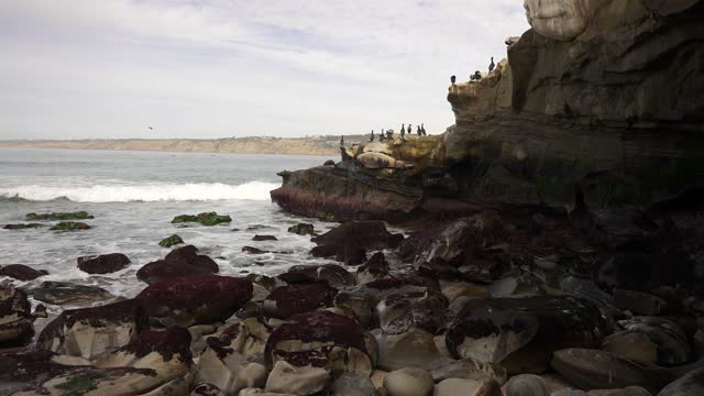 Elevated view of the cliffs, the surf and wildlife at La Jolla Cove.