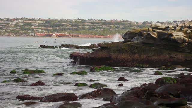 The cliffs, the surf and wildlife at La Jolla Cove.