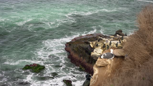Elevated view of the cliffs, the surf and wildlife at La Jolla Cove.