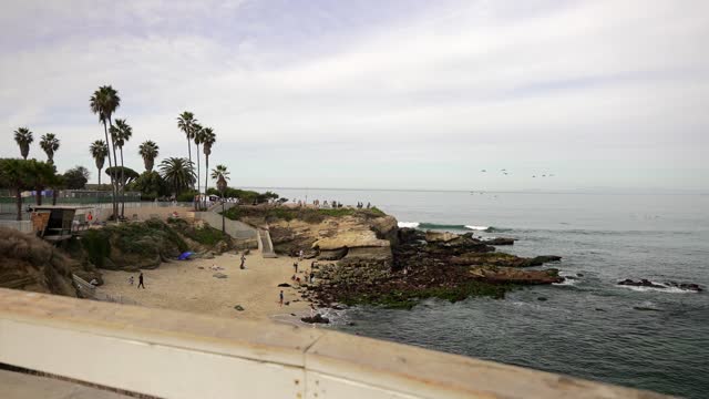 Elevated view of the beach, wildlife and palm trees at La Jolla Cove, with people walking.