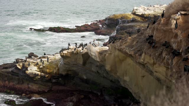 Elevated view of the cliffs, the surf and wildlife at La Jolla Cove.