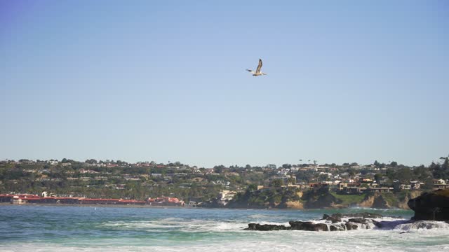 The cliffs, the surf and wildlife at La Jolla Cove.