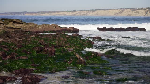 The cliffs, the surf and wildlife at La Jolla Cove.