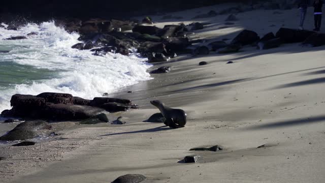 The beach, the surf and wildlife at La Jolla Cove.