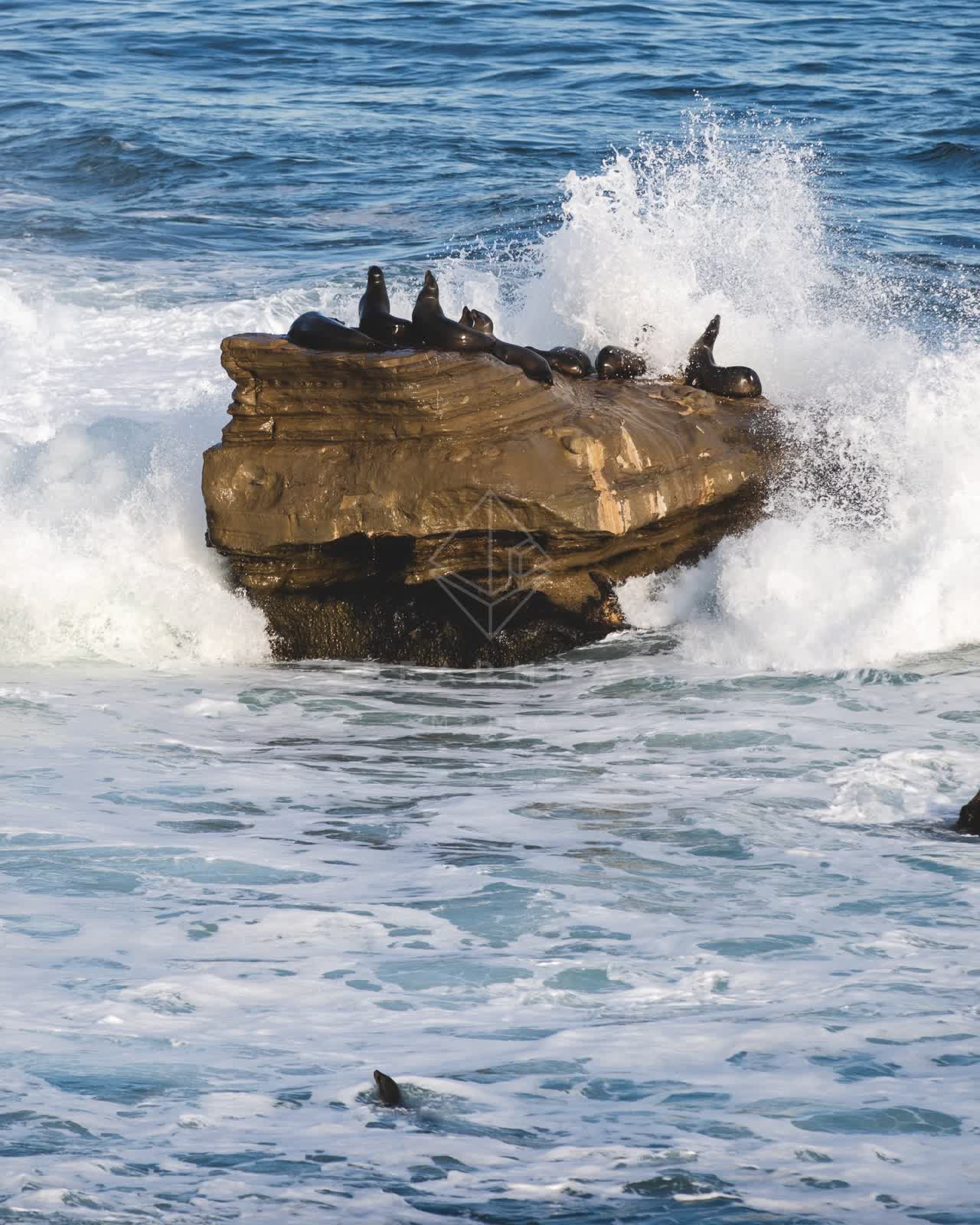 View from the water of the beach, the surf and wildlife at La Jolla Cove.
