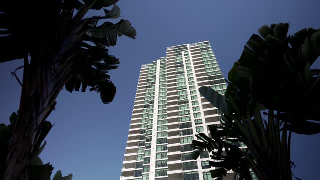 The downtown streets, palm trees and the buildings at Waterfront.