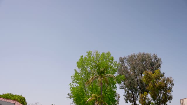 A residential street, palm trees and homes in Rancho Santa Fe.