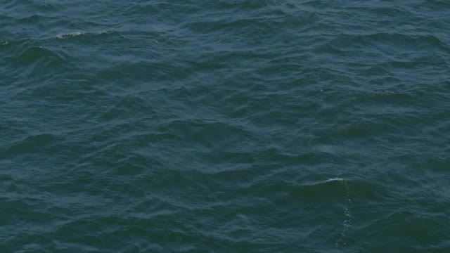 Kite Surfer on the San Francisco Bay in San Francisco Bay.