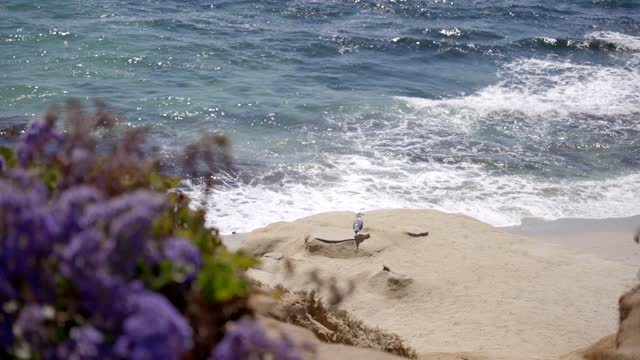 Elevated view of the cliffs, the surf and wildlife at La Jolla Cove.