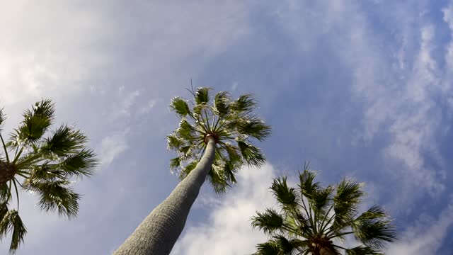 A park, palm trees and open country in Carlsbad.