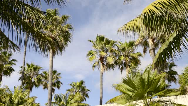 A residential street, palm trees and open country in Carlsbad.
