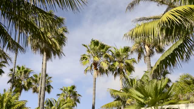 A residential street, palm trees and open country in Carlsbad.