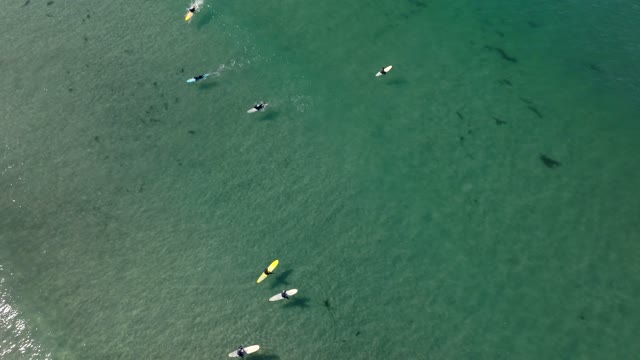 Aerial view of the beach, boats and wildlife at La Jolla Shores, with paddlers on the water.