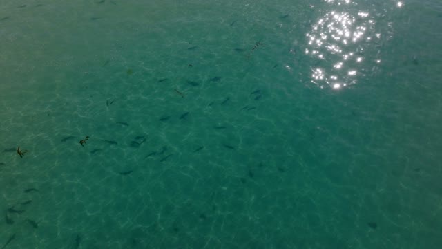 Aerial view of the beach, wildlife and the ocean at La Jolla Shores.