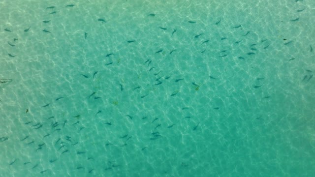 Aerial view of the beach, wildlife and the ocean at La Jolla Shores.