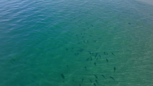 Aerial view of the beach, wildlife and the ocean at La Jolla Shores.