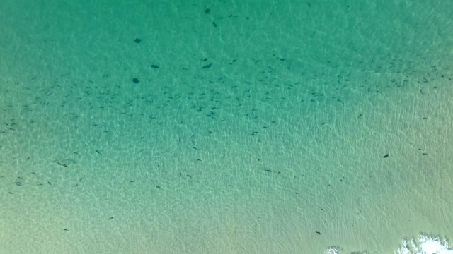 Aerial view of the beach, wildlife and the ocean at La Jolla Shores.