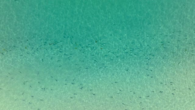 Aerial view of the beach, wildlife and the ocean at La Jolla Shores.