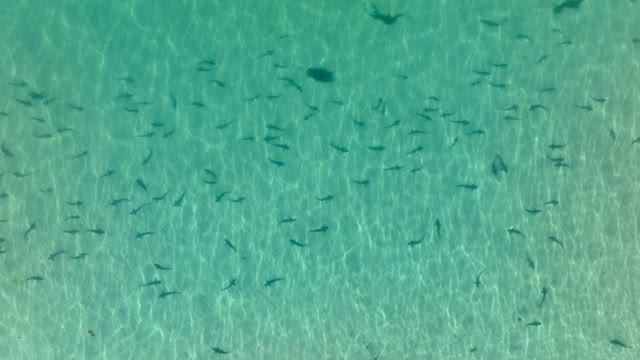 Aerial view of the beach, wildlife and the ocean at La Jolla Shores.