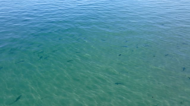 Aerial view of the beach, wildlife and the ocean at La Jolla Shores.