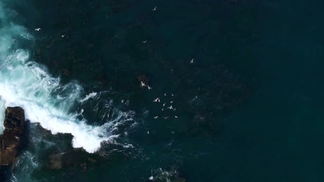 Aerial view of the cliffs, the surf and wildlife at La Jolla Cove.