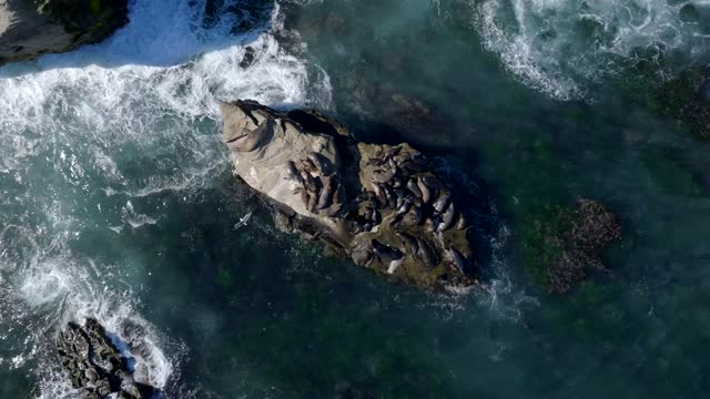 Aerial view of the cliffs, the surf and wildlife at La Jolla Cove.