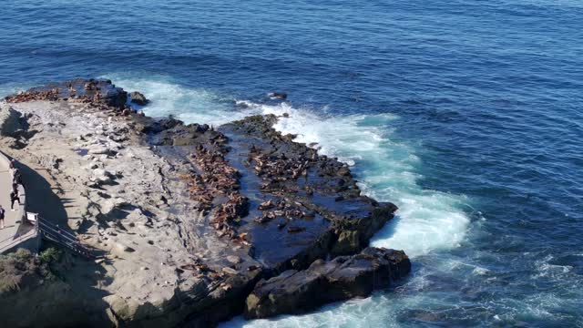 Low aerial view of the cliffs, the surf and wildlife at La Jolla Cove.