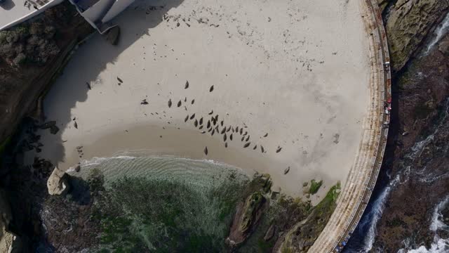 Aerial view of the beach, wildlife and the ocean at La Jolla Shores.