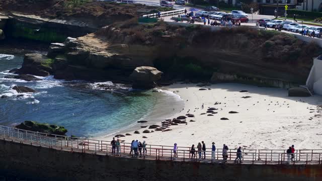 Aerial view of the beach, wildlife and the ocean at La Jolla Shores, with people walking.