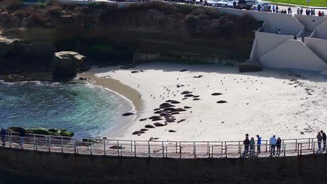 Aerial view of the beach, wildlife and the ocean at La Jolla Shores.