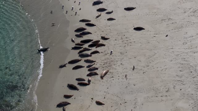 Aerial view of the beach, wildlife and the ocean at La Jolla Shores.