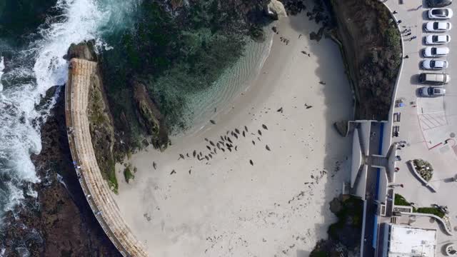 Aerial view of the beach, the surf and wildlife at La Jolla Shores.
