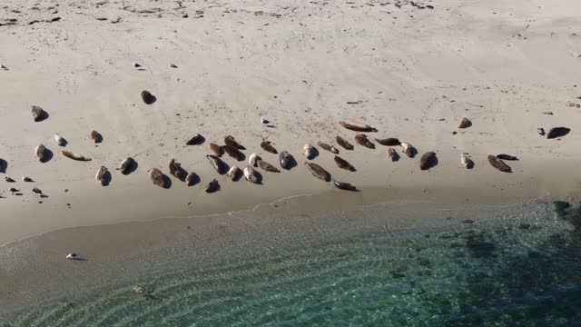 Aerial view of the beach, wildlife and the ocean at La Jolla Shores.