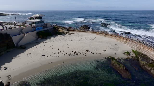 Aerial view of the beach, wildlife and the ocean at La Jolla Shores, with a crowd gathered.