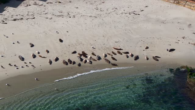 Aerial view of the beach, wildlife and the ocean at La Jolla Shores.