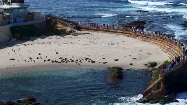 Low aerial view of the beach, wildlife and the ocean at La Jolla Shores, with a crowd gathered.
