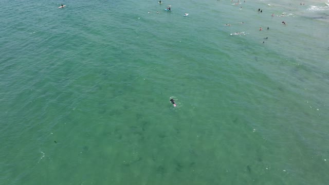 Aerial footage of people snorkeling with sharks in the water at La Jolla Shores | Drone Video
