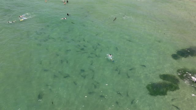 Aerial footage of people snorkeling with sharks in the water at La Jolla Shores | Drone Video – 1