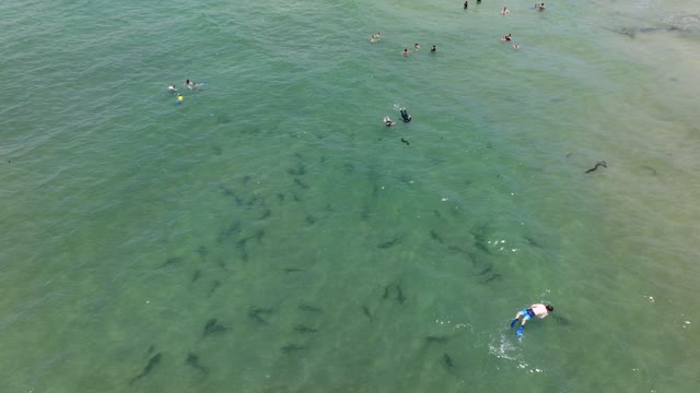 Aerial footage of people snorkeling with sharks in the water at La Jolla Shores | Drone Video – 2